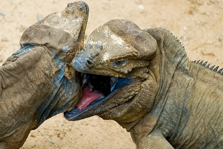 What do animals eat